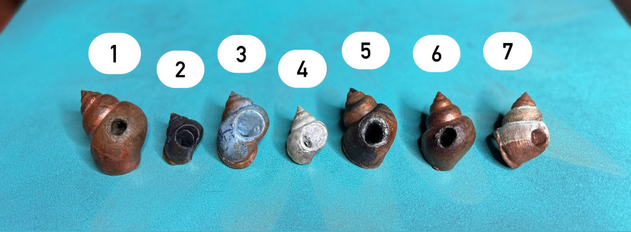 Vargparla Spiral Shell Beads - Small #2
