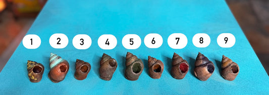 Vargparla Spiral Shell Beads - Medium